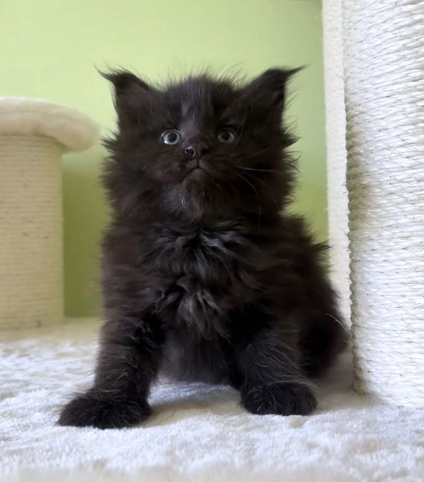 Maine Coon - czarna koteczka ! Po importach !