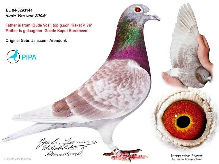 ***Top 100% Gerb. Janssen ***