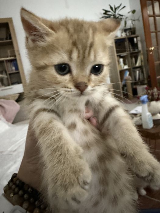 Gatinho British golden tabby