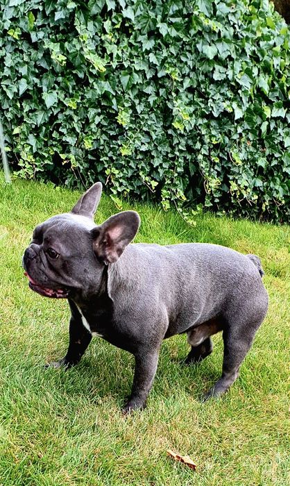 Buldog francuski "Luis"