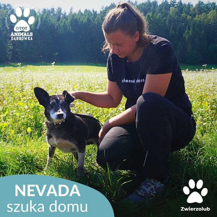 Nevada szuka domu!