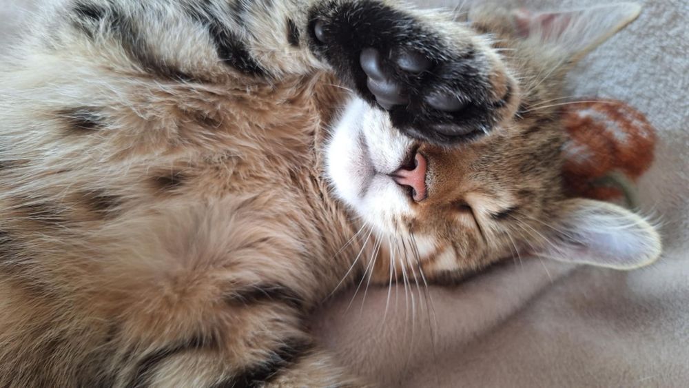 Biszkopt prosi o dom