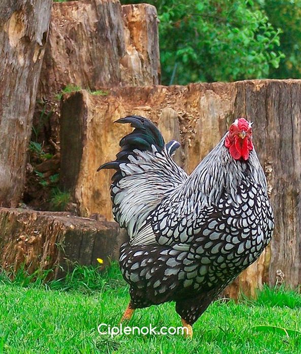 Инкубационное яйцо куры породы Виандот