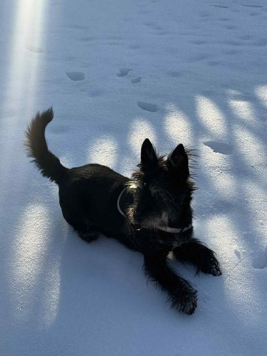 Opieka nad psem i kotem/ psi hotel