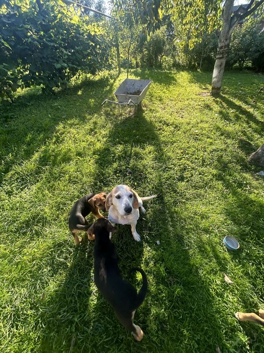 Собаки шукають дім