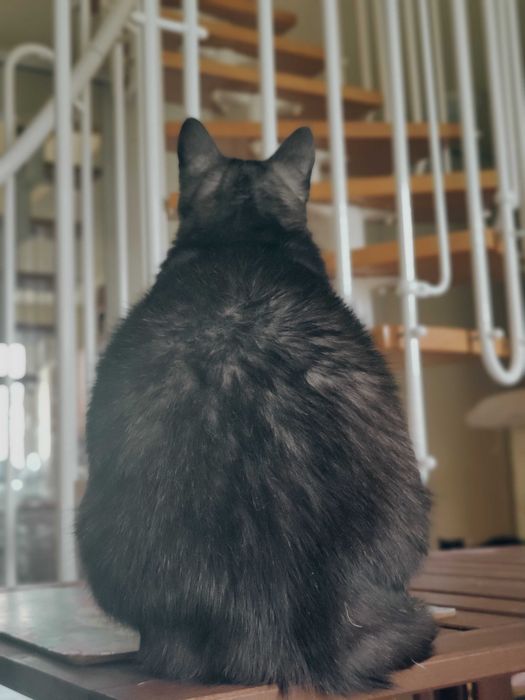 Sheris idealna kotka