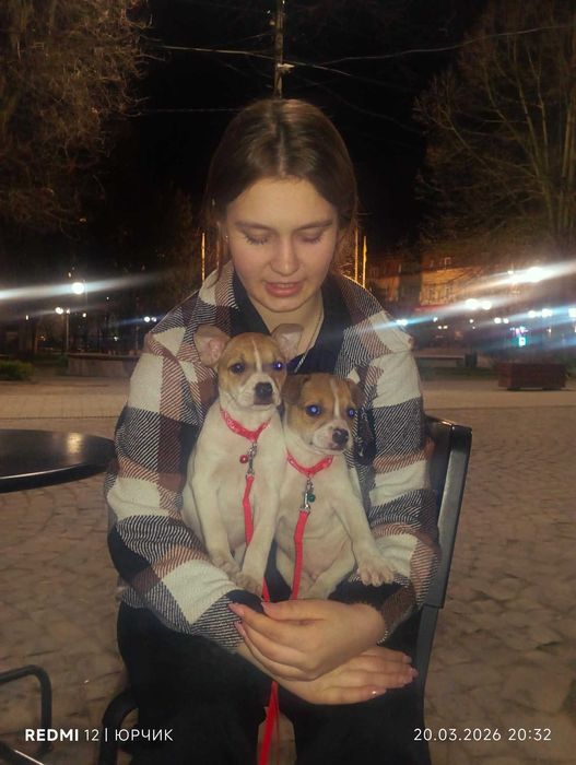 Цуценята, собачки