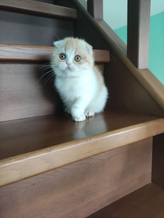 Очаровательная шотландская куколка! ПРИВИТА! Одесса!