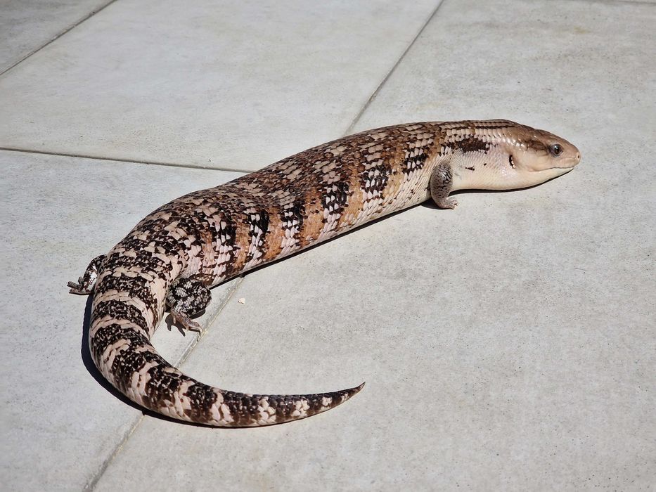 Tiliqua intermedia - Scynk północno australijski - Tilikwa scynkowa