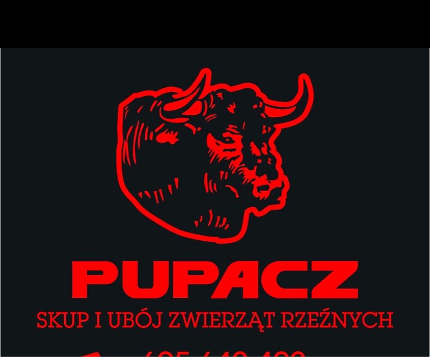 Skup byków krów jałówek tuczników macior bydło, trzoda