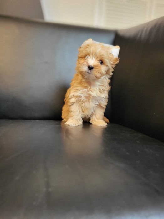 Yorkshire Terrier rezerwacja