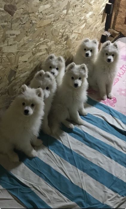 Продаются  щенки самоеда