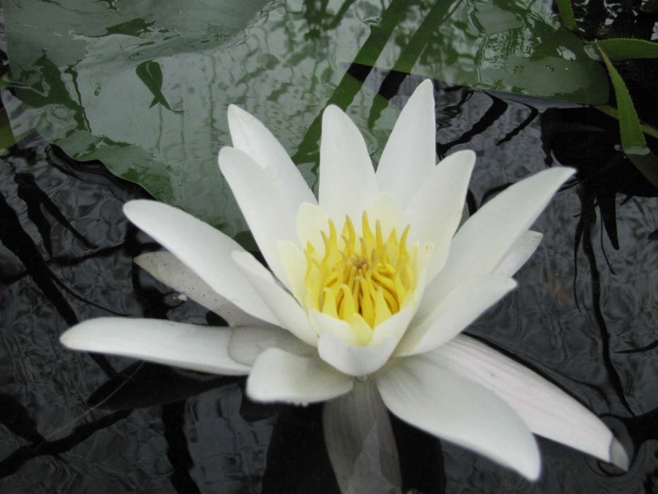 Lilia wodna , Grzybień Nymphaea , Kamieńsk , lesiakowski.pl