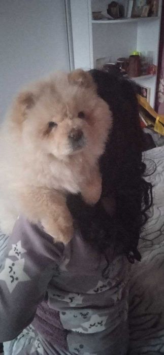 Продам цуценя чау-чау