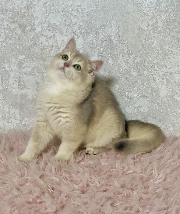 Британська золота шиншилла