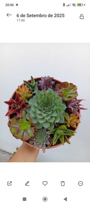 Arranjos de Suculentas