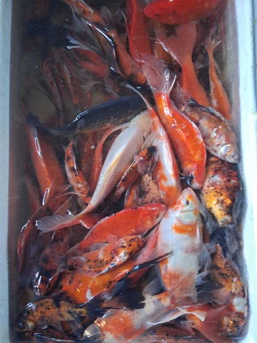 Ryby do wiosennych zarybień