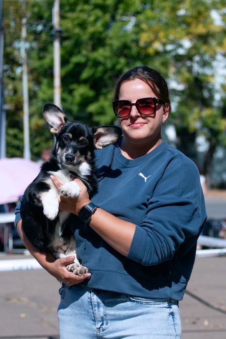 Цуценя вельш коргі пемброк дівчинка з хвостиком UKU FCI