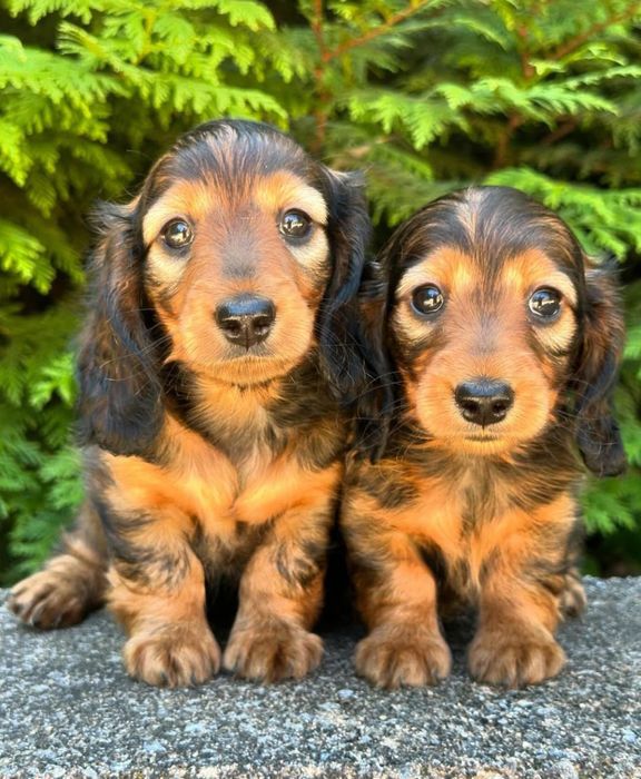 Дівчатка і хлопчики руді з шоколадним відтінком