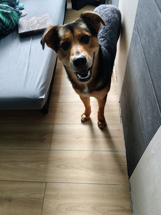 Oddam za darmo w dobre ręce