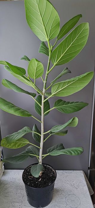 Фикус Бенгальский Одри Фікус Бенгальський 100 см