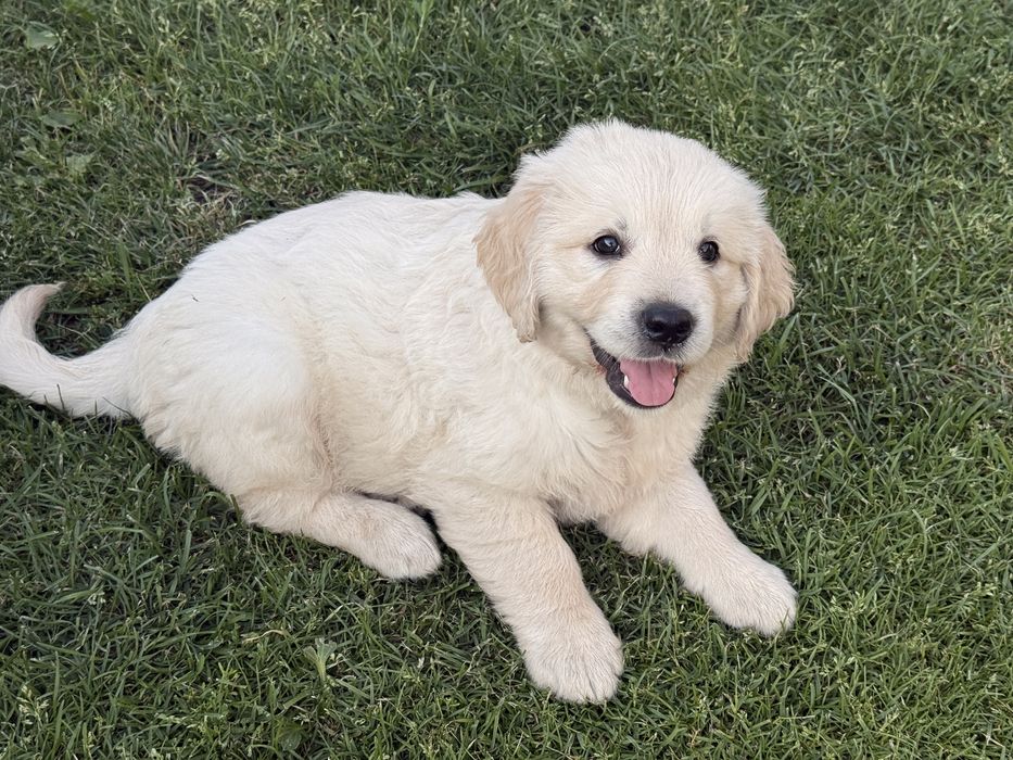 Szczeniak Golden Retriever