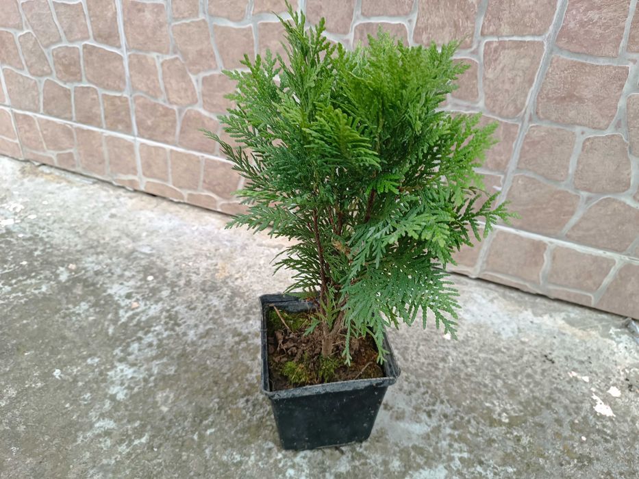 Туя Даника | Thuja occidentalis Danica в контейнере 1.5 литра