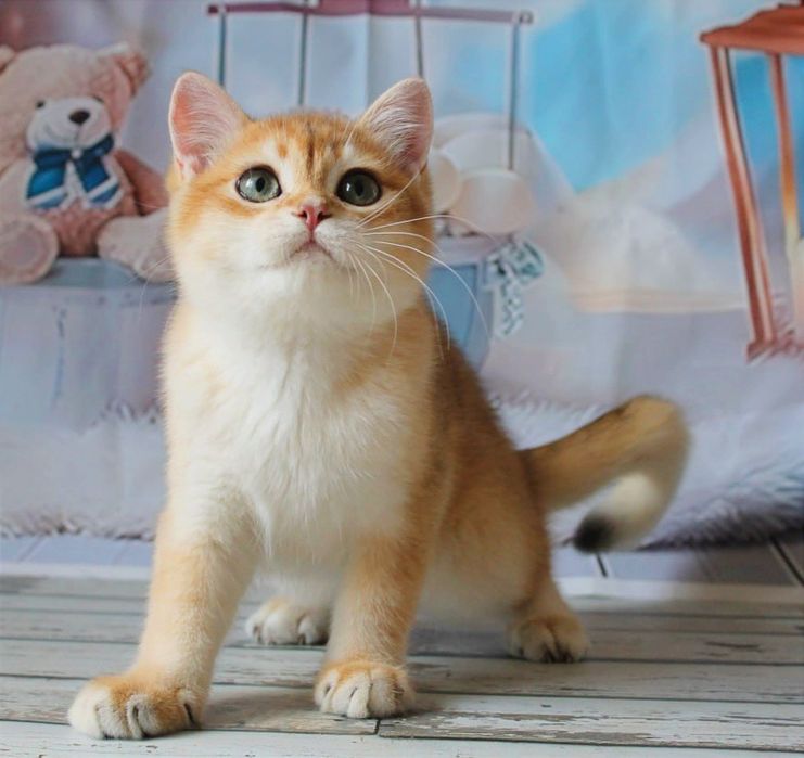 Гарнюній хлопчина в золотій шубці хоче в найкращу родину