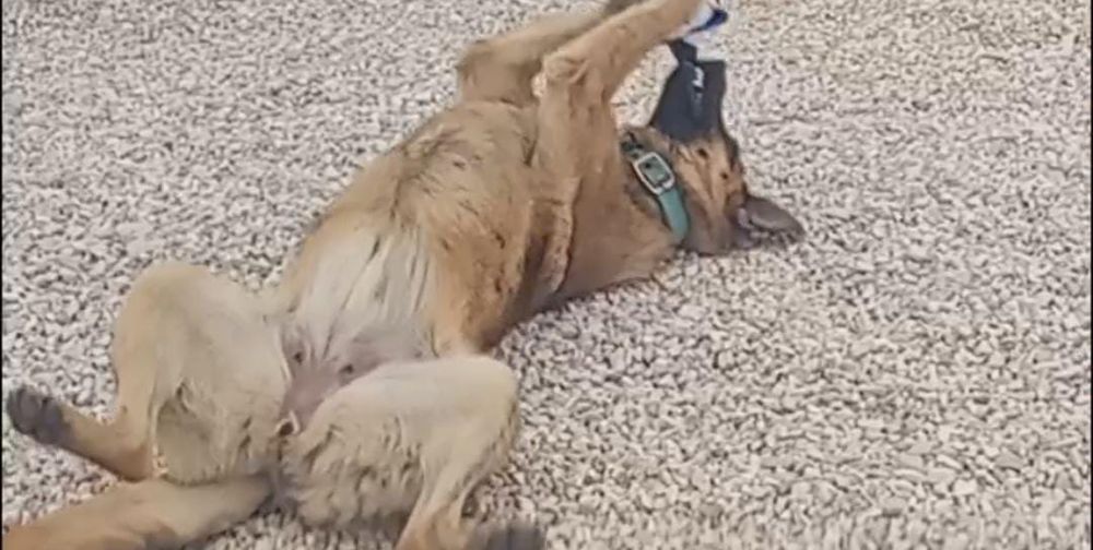 Preciso urgentemente encontrar um novo lar para um cachorro em uma boa família.