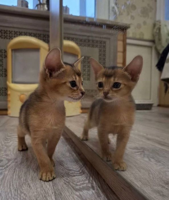 Абіссинське кошеня продаж