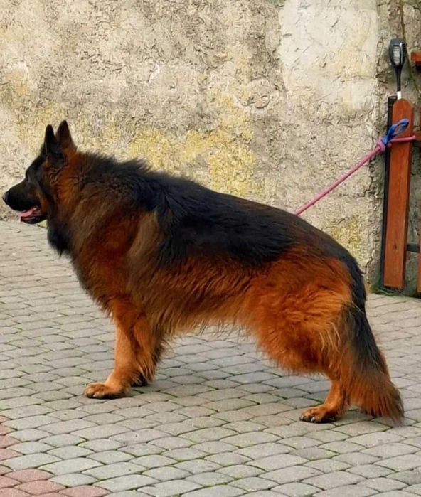 Suczka Szczenię Owczarek Niemiecki Długowłosy