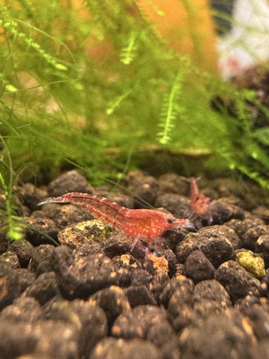 Camarões Red Cherry (Neocaridina davidi) - Perfeitos para Iniciantes!