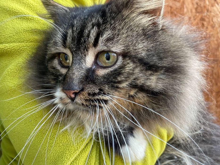 Величний кото-юнак Френк