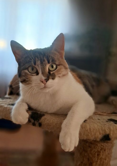 Стерилізована киця, кішка у хороші руки