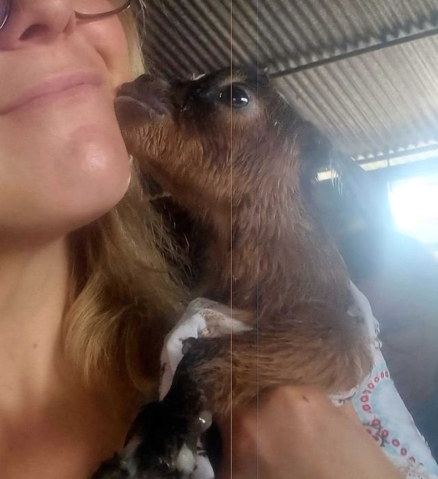 Cabras anãs bebés  e dóceis para venda