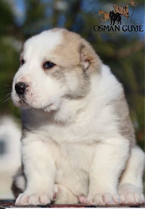 Крупний хлопчик САВ Середньоазіатської вівчарки алабай