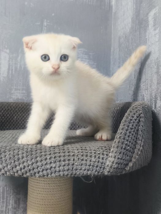 Висловухий хлопчик котята кошенята котики котик
