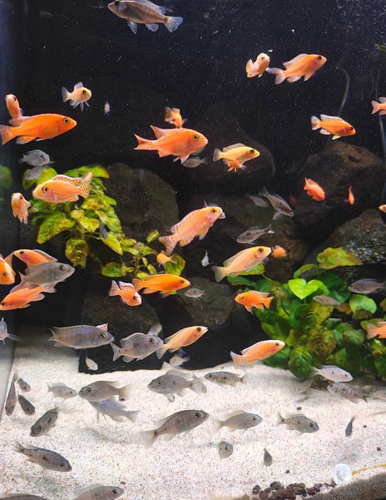 Saulosi Aulonocara Sciaenochromis Fryeri  Pyszczaki Malawi