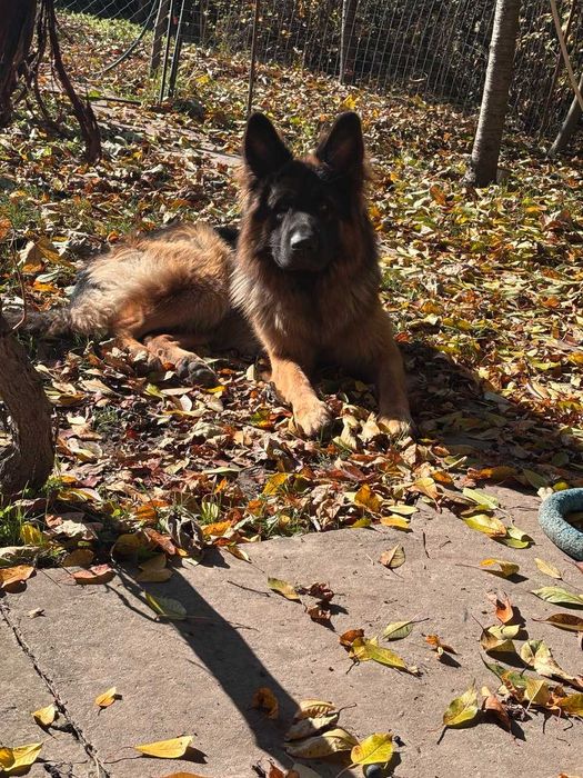 В'язка, кобель німецької вівчарки