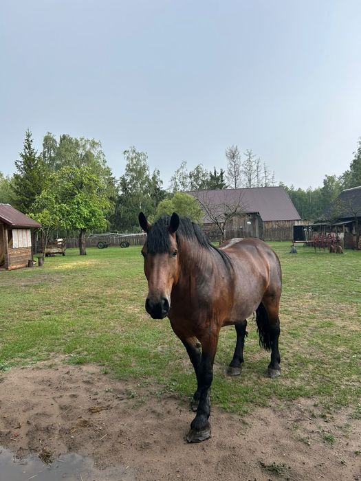 Klacz zimnokrwista