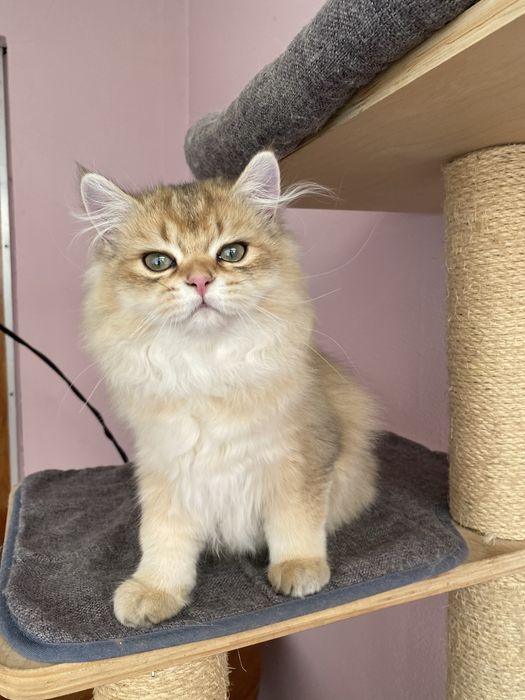 Gato British Longhair Golden
