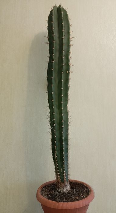 Кактус цереус високий