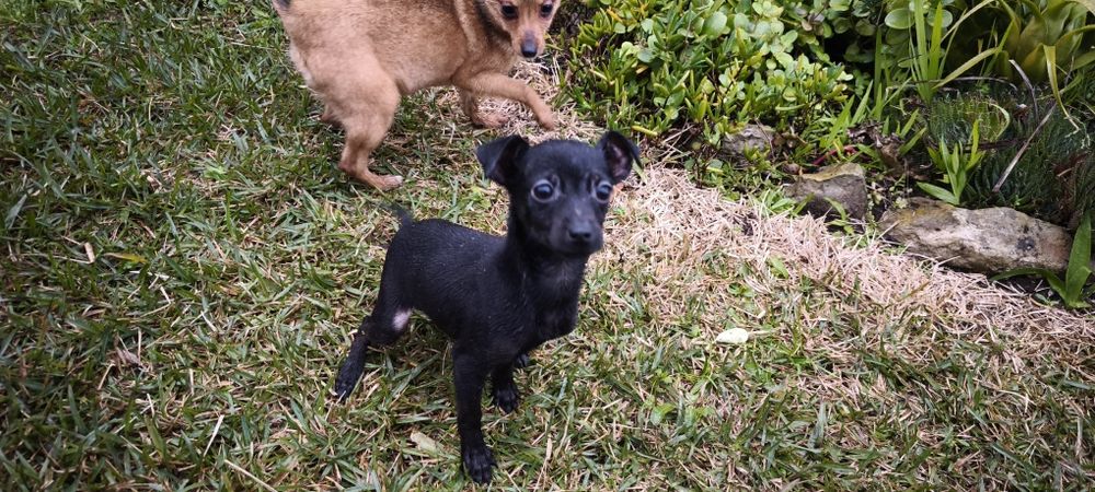Pinscher pincher miniatura criado em ambiente familiar