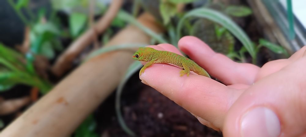 Gekon zielony Madagaskarski