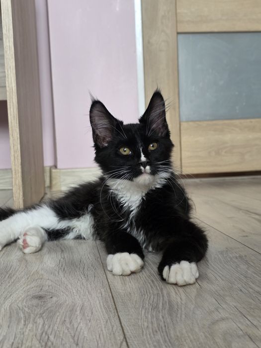 Kocur Maine Coon, FPL rodowód