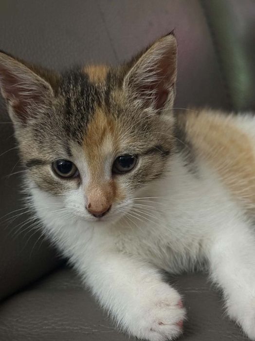 Kot kociczka trikolorka do adopcji