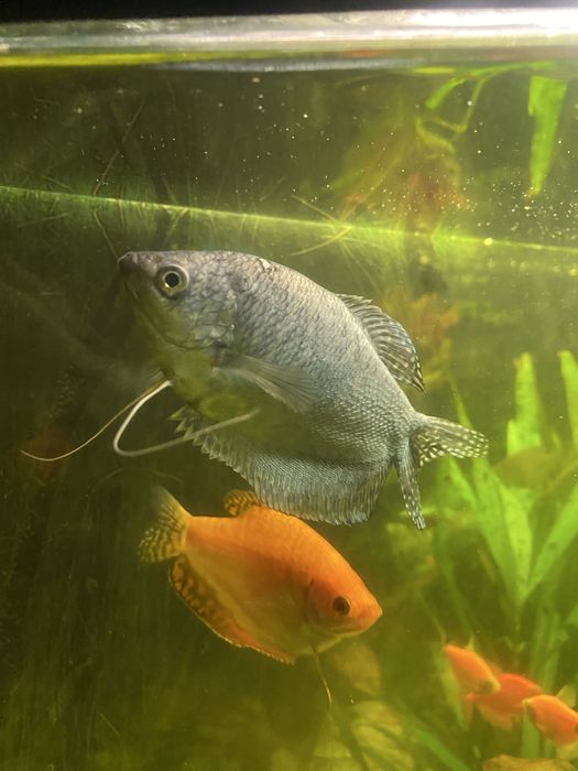 Продам рыбки аквариумные