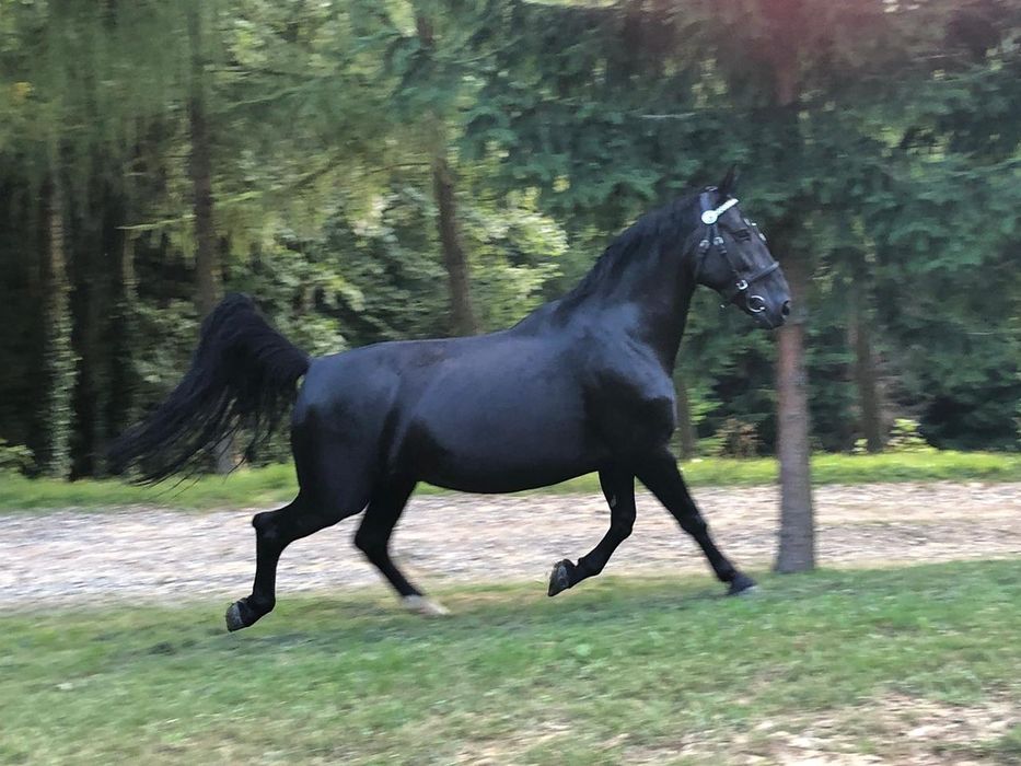 Sprzedam parę klaczy śląskich