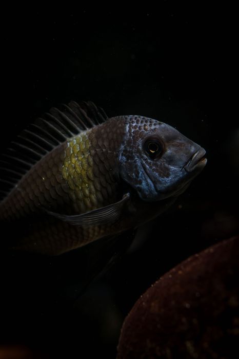 Ciclideos do tanganyika, Tropheus duboisis