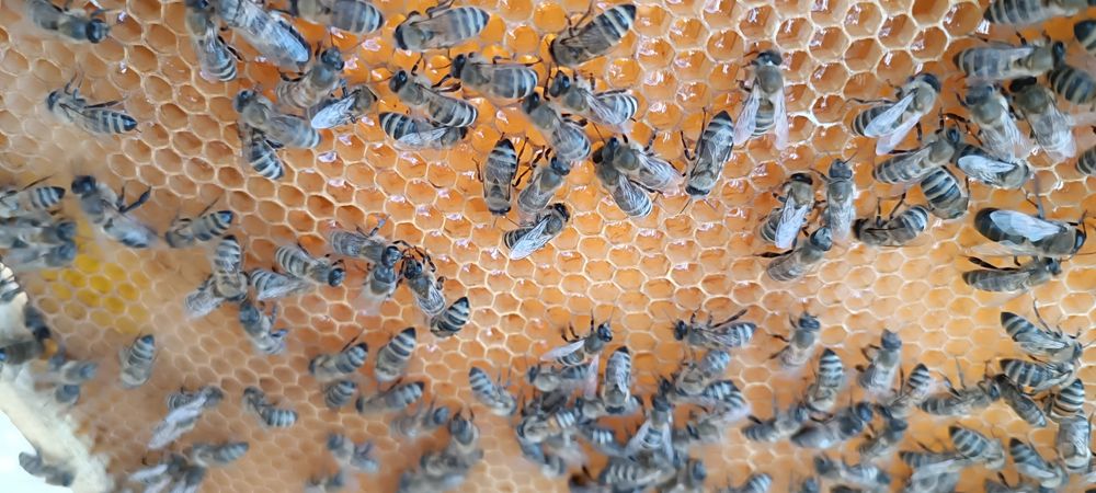 Мед квітковий з власної пасіки